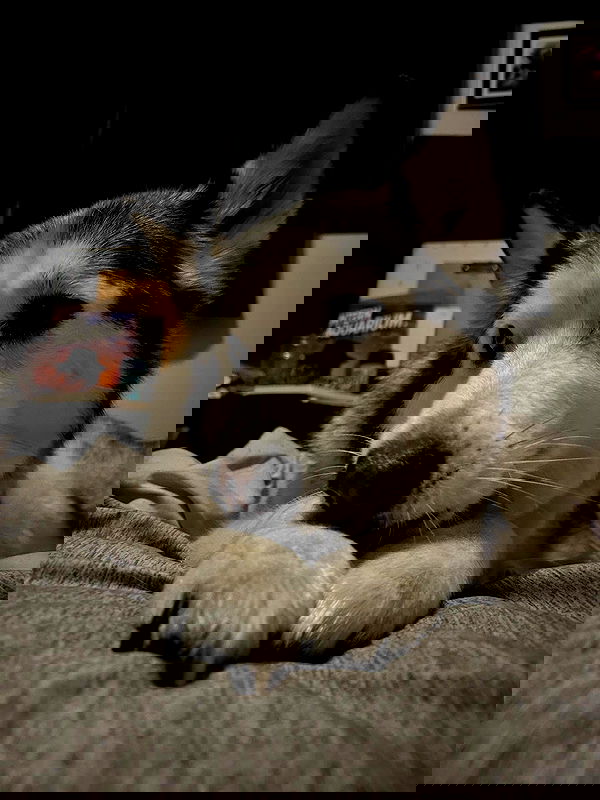 _animechika_ _animechika_ archive image