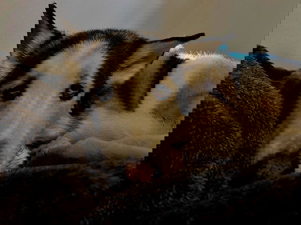 _animechika_ _animechika_ archive image