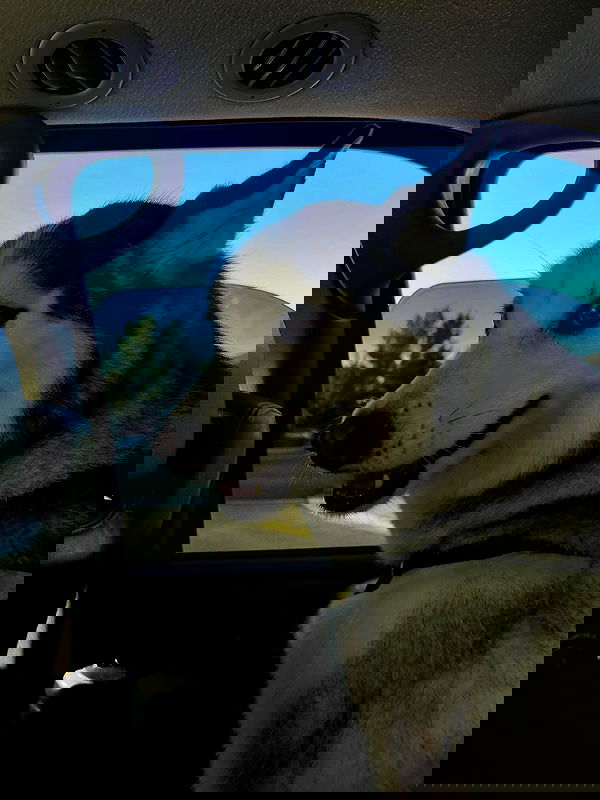 _animechika_ image ~ Altpins