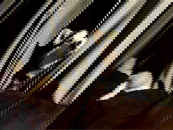 _animechika_ image ~ Altpins