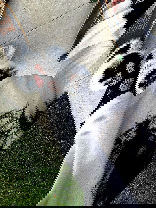 _animechika_ image ~ Altpins