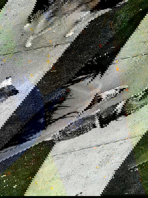 _animechika_ image ~ Altpins