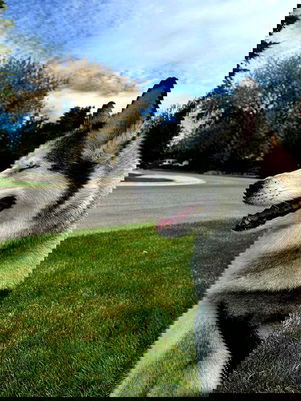 _animechika_ image ~ Altpins