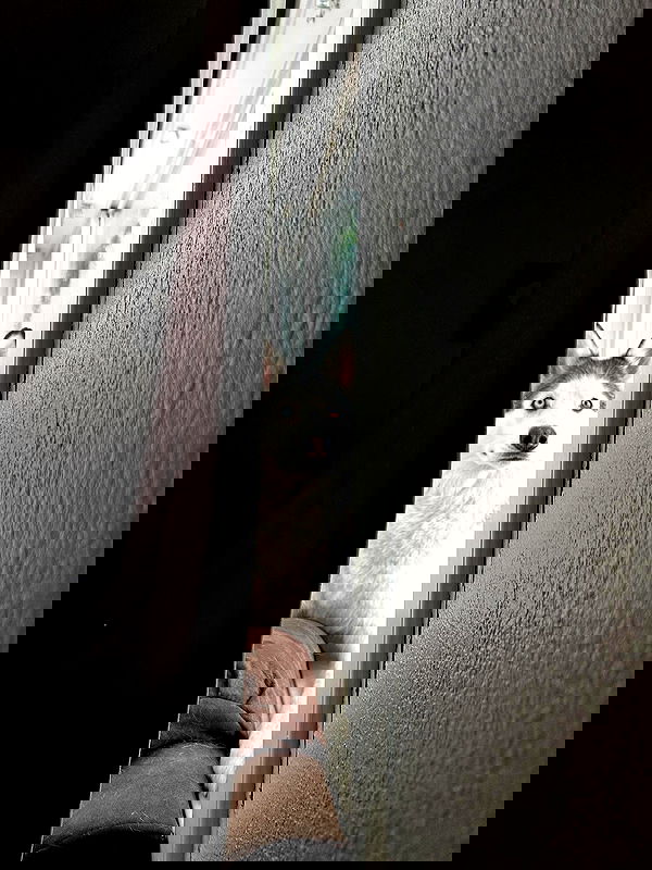 _animechika_ image ~ Altpins