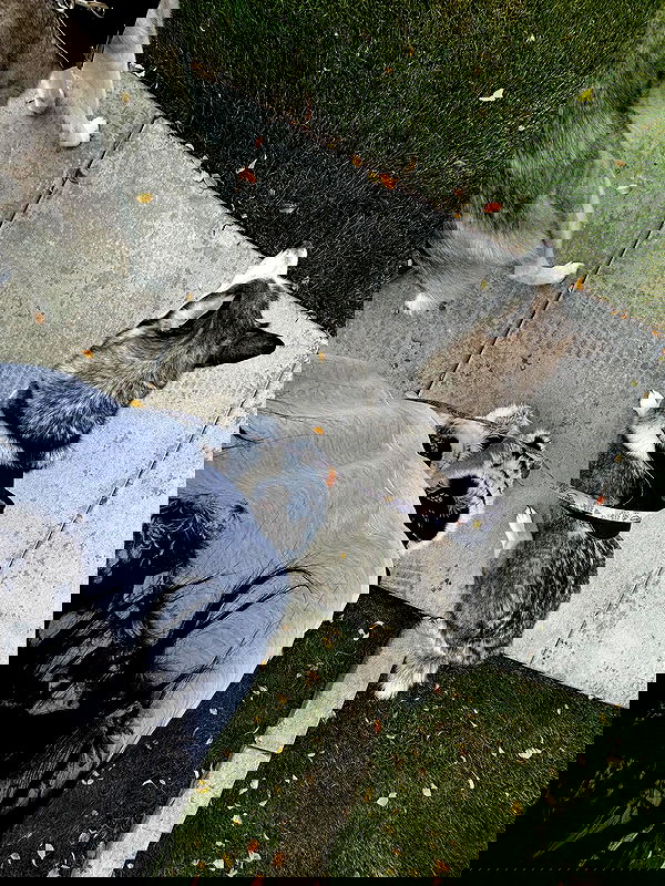 _animechika_ image ~ Altpins