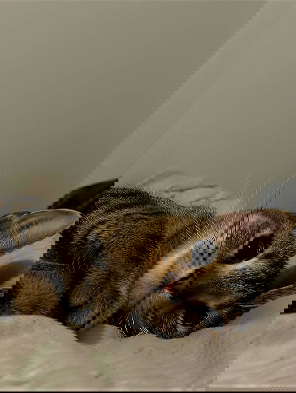 _animechika_ _animechika_ archive image