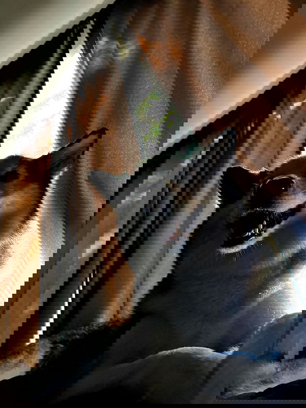 _animechika_ _animechika_ archive image