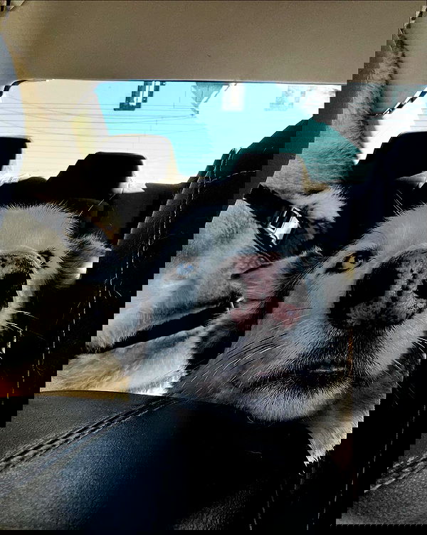 _animechika_ _animechika_ archive image