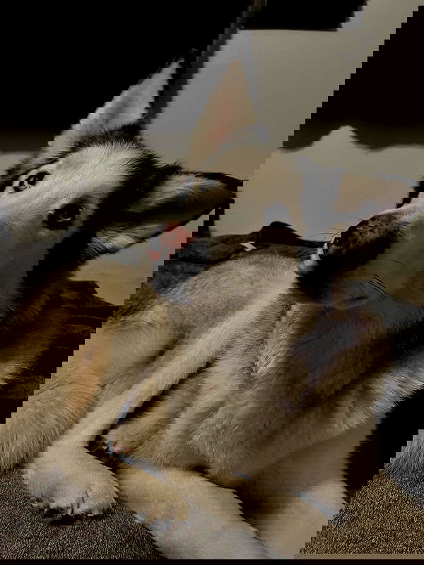 _animechika_ _animechika_ archive image