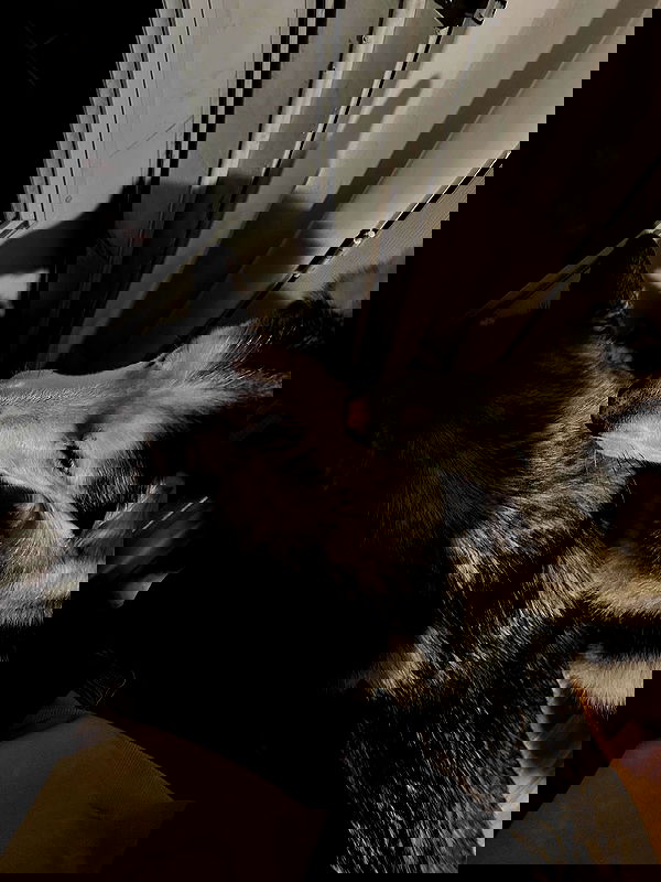 _animechika_ _animechika_ archive image