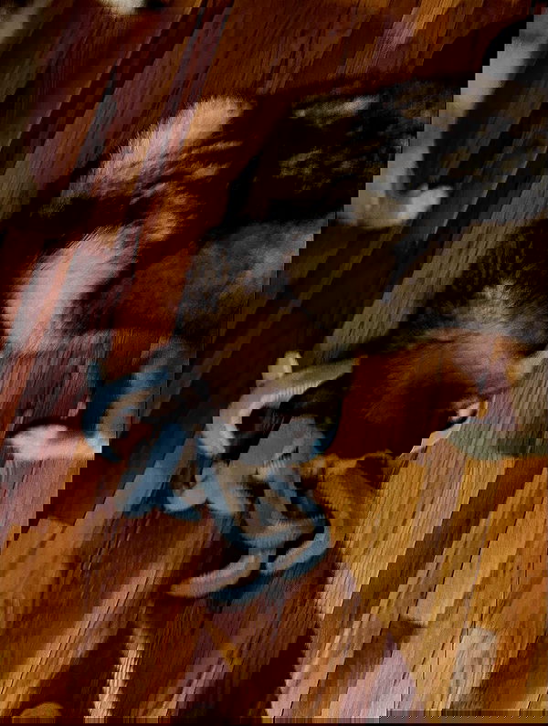 _animechika_ _animechika_ archive image