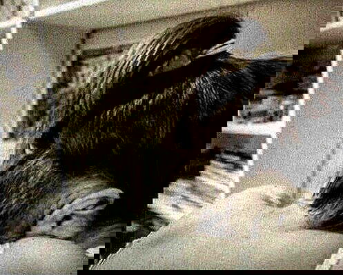 _femalien image ~ Altpins