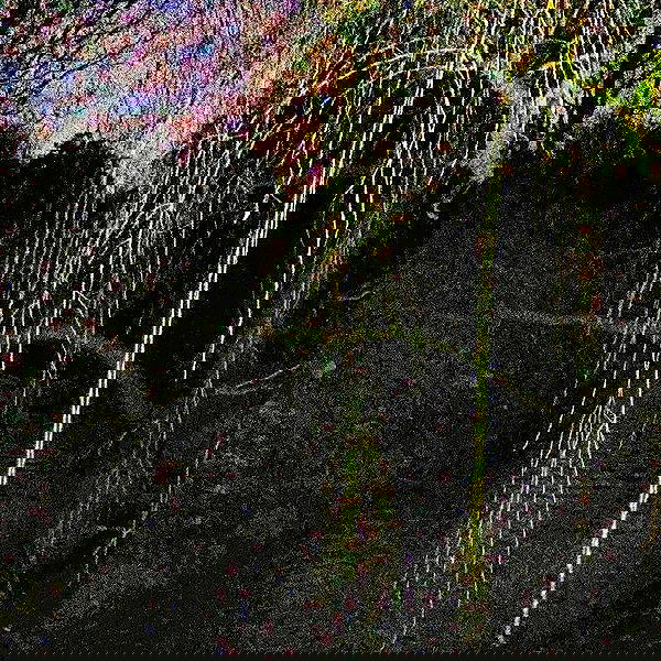 _femalien image ~ Altpins