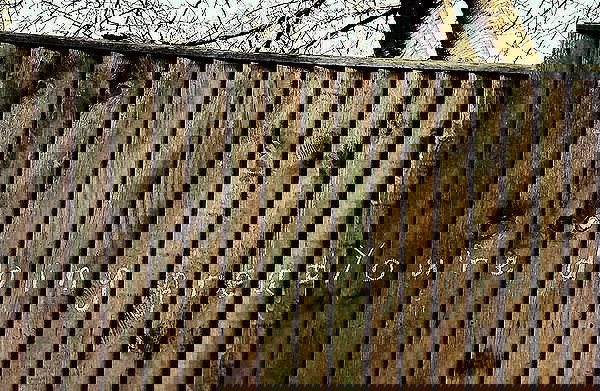 _femalien image ~ Altpins