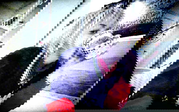 _femalien image ~ Altpins