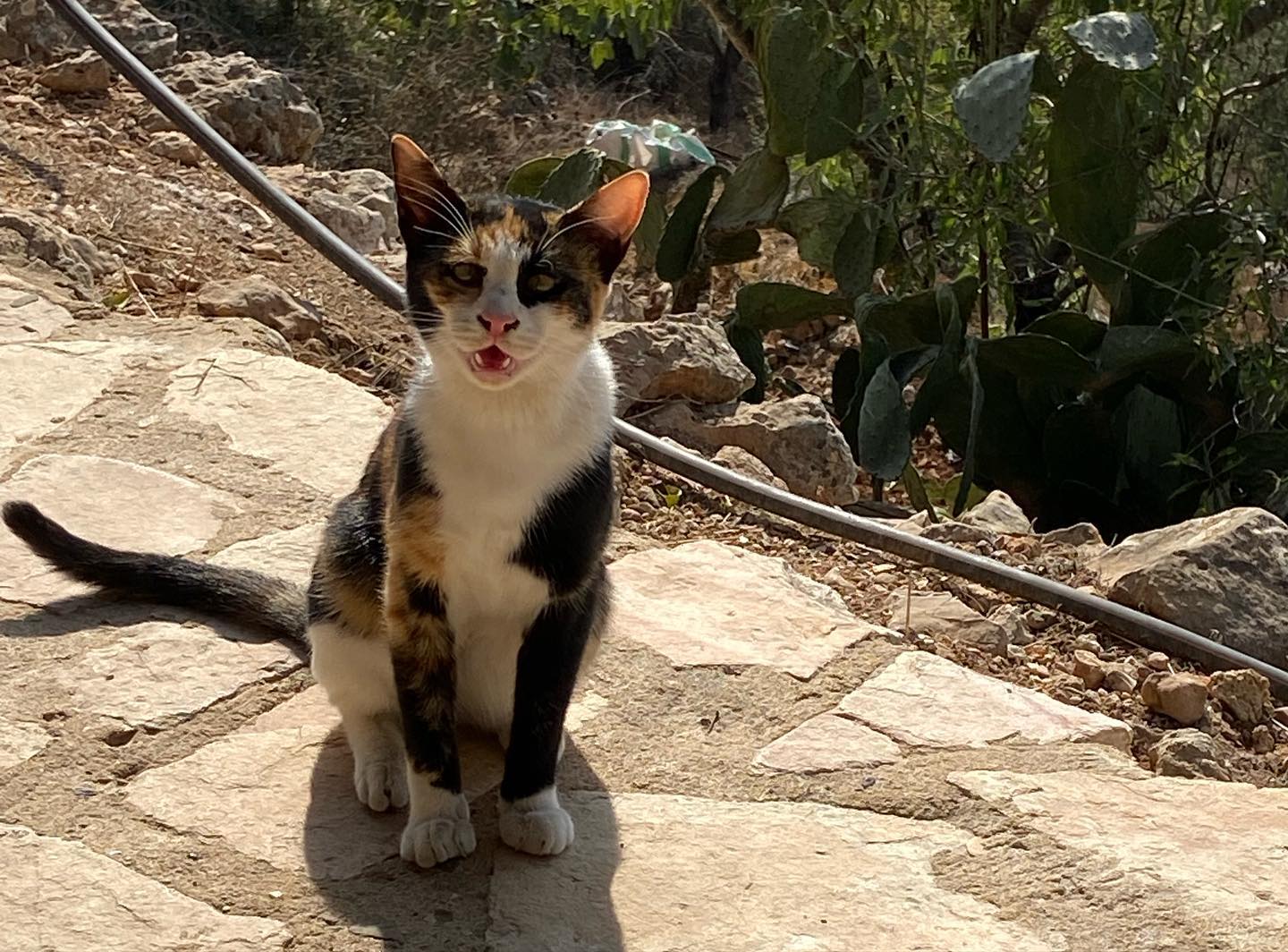 _femalien instagram image archive image