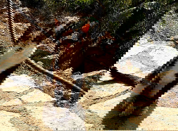 _femalien image ~ Altpins