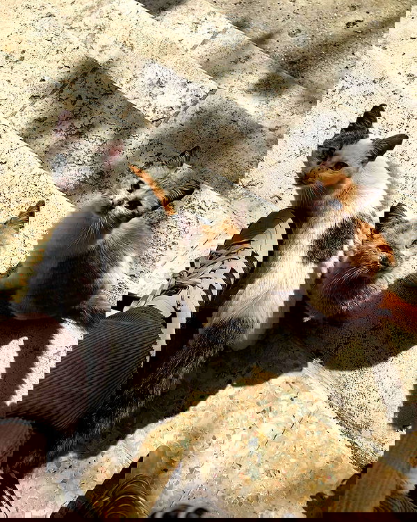 _femalien image ~ Altpins