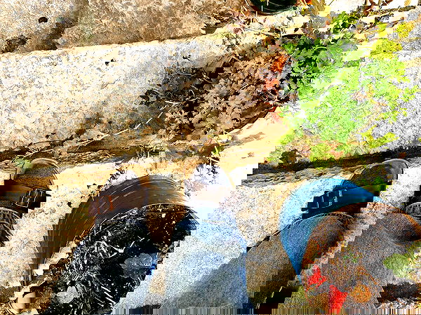 _femalien image ~ Altpins