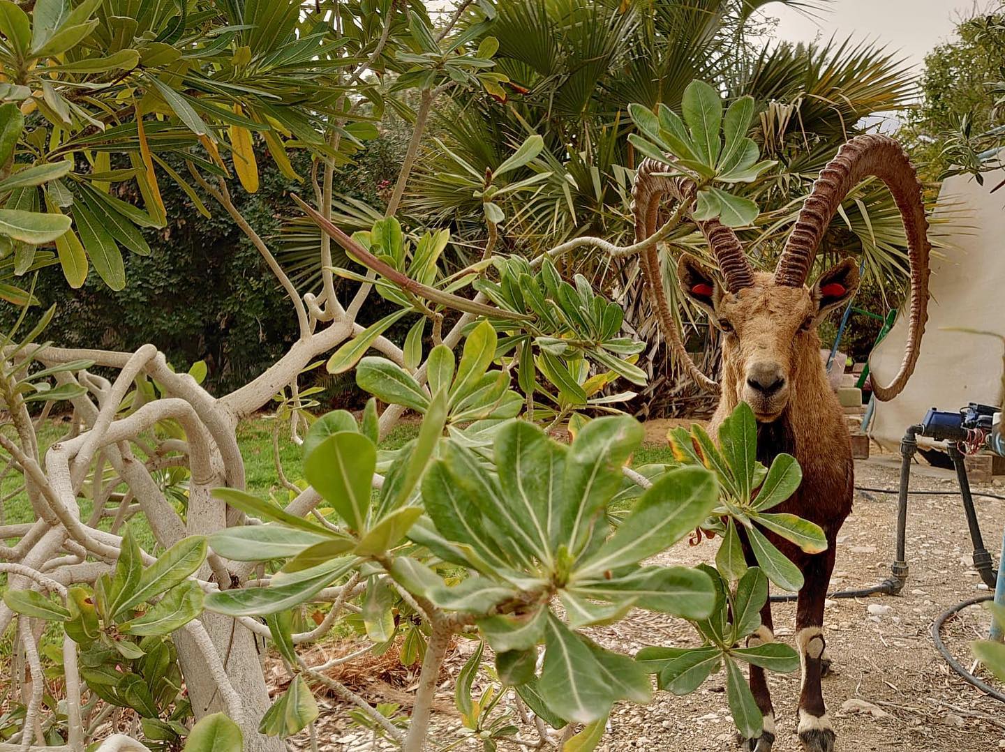 _femalien instagram image archive image