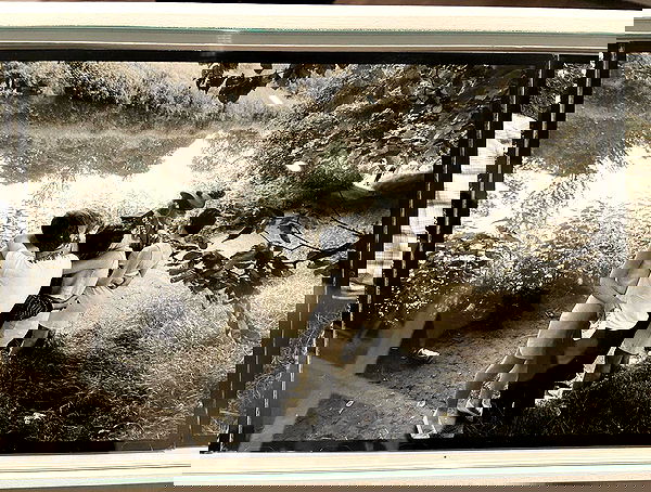 _femalien image ~ Altpins