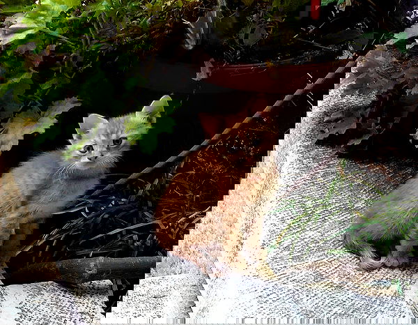 _femalien image ~ Altpins