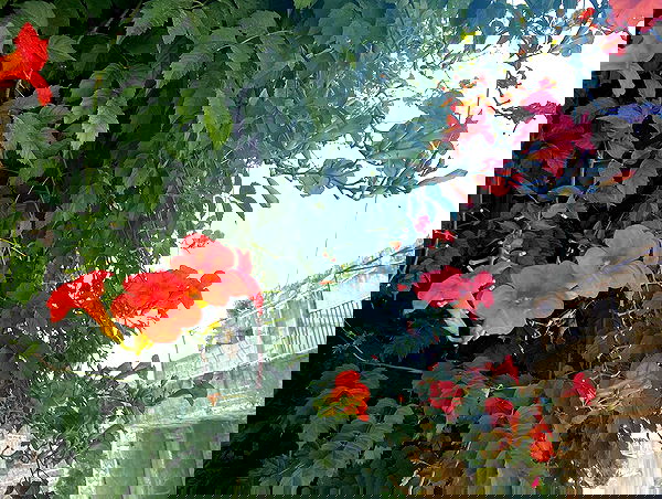 _femalien image ~ Altpins