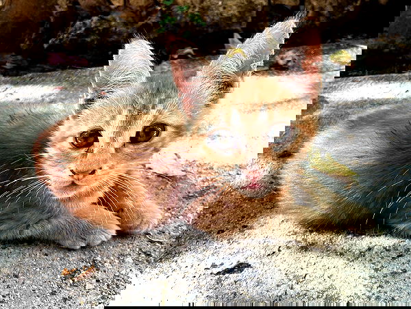 _femalien image ~ Altpins