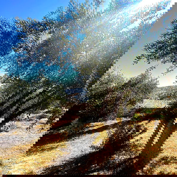 _femalien image ~ Altpins