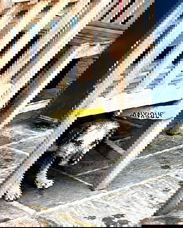 _femalien image ~ Altpins