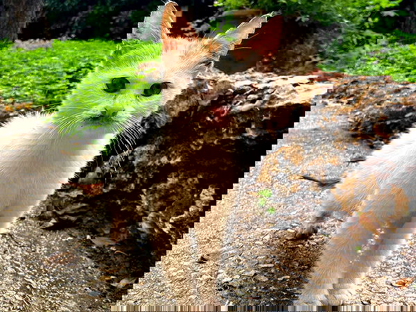 _femalien image ~ Altpins