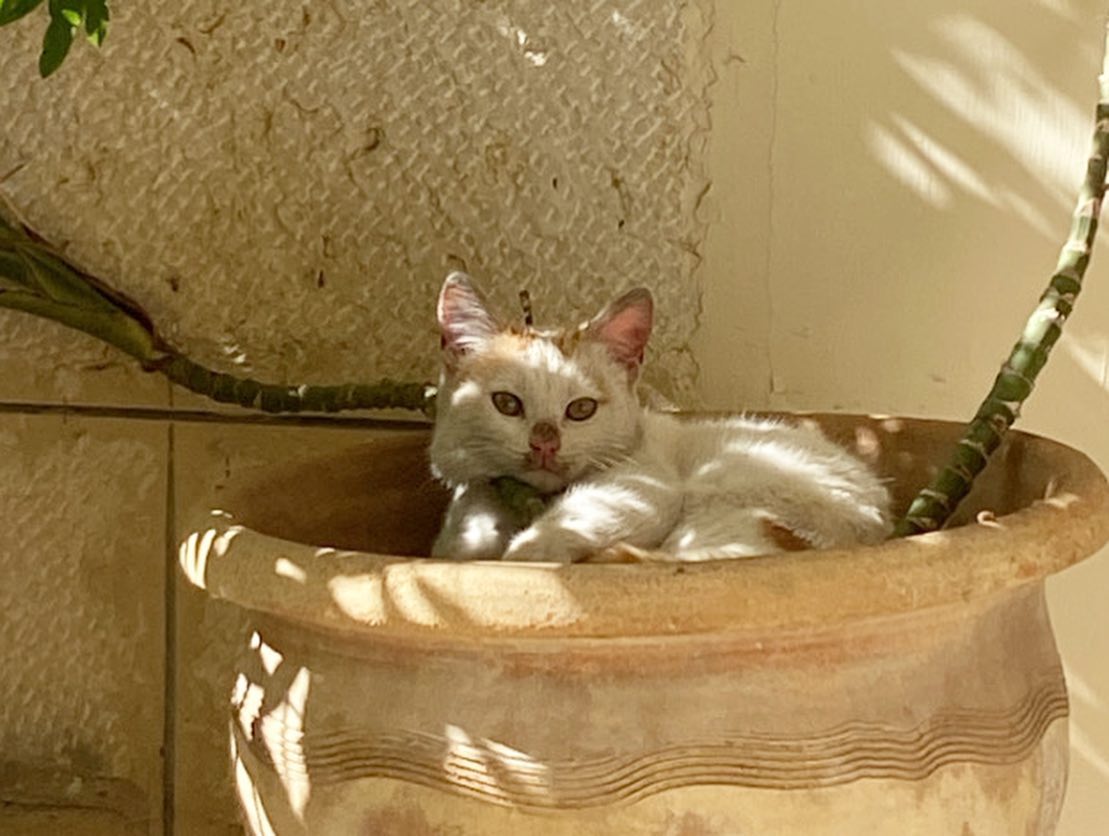 _femalien instagram image archive image