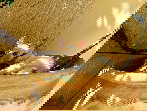 _femalien image ~ Altpins