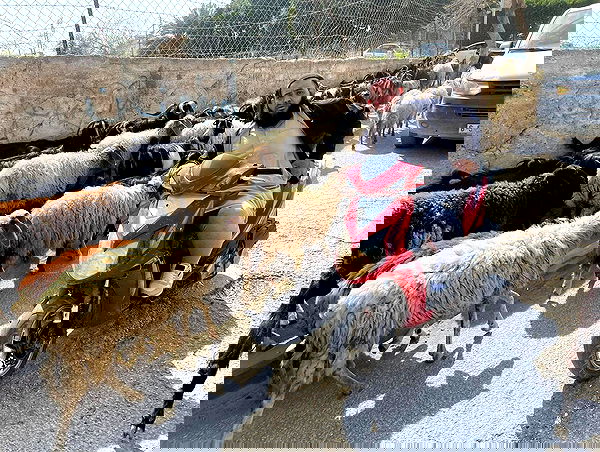 _femalien image ~ Altpins