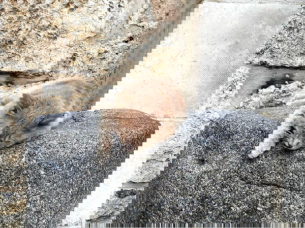 _femalien image ~ Altpins