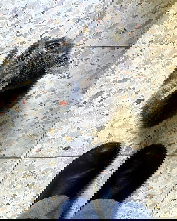 _femalien image ~ Altpins