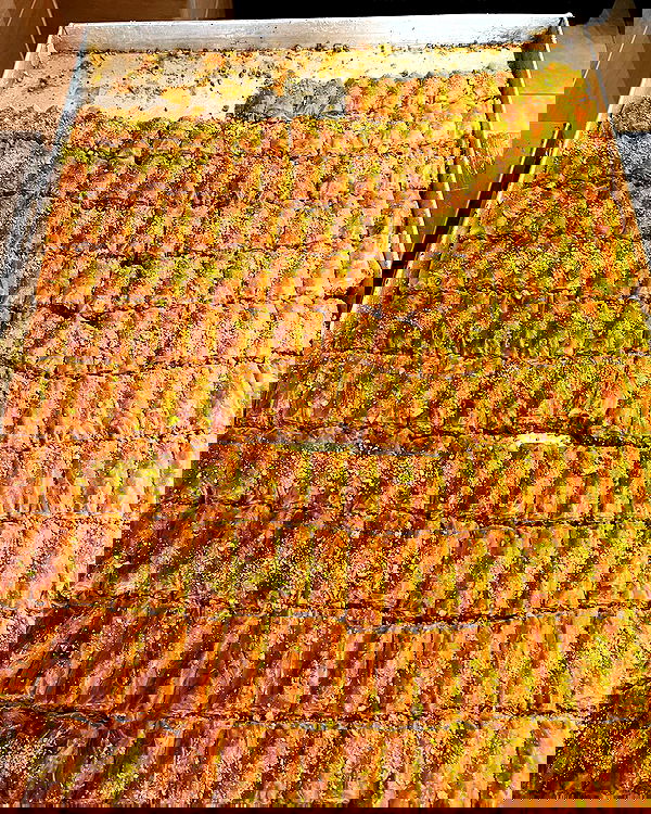 _femalien image ~ Altpins