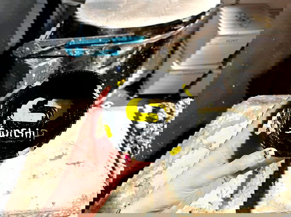 _femalien image ~ Altpins