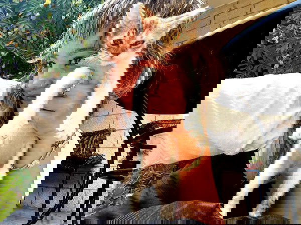 _femalien image ~ Altpins