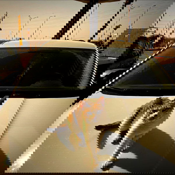 _femalien image ~ Altpins