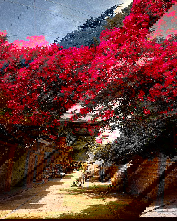 _femalien image ~ Altpins