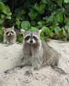 _hannahpearson_ Altpins Profile Picture