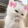 _kybelle Altpins Profile Picture