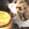 _littlerobin_ Altpins Profile Picture