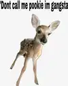 _littlerobin_ Altpins Profile Picture