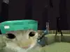 _littlerobin_ Altpins Profile Picture