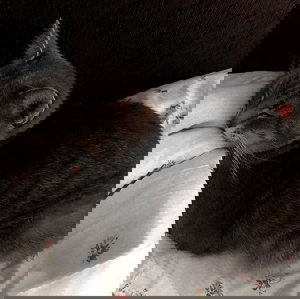 _tero._ image ~ Altpins