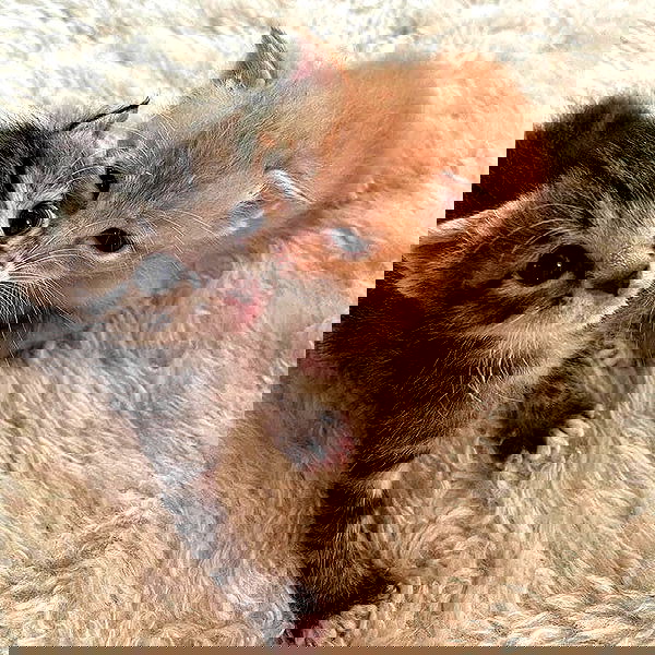 _tero._ image ~ Altpins