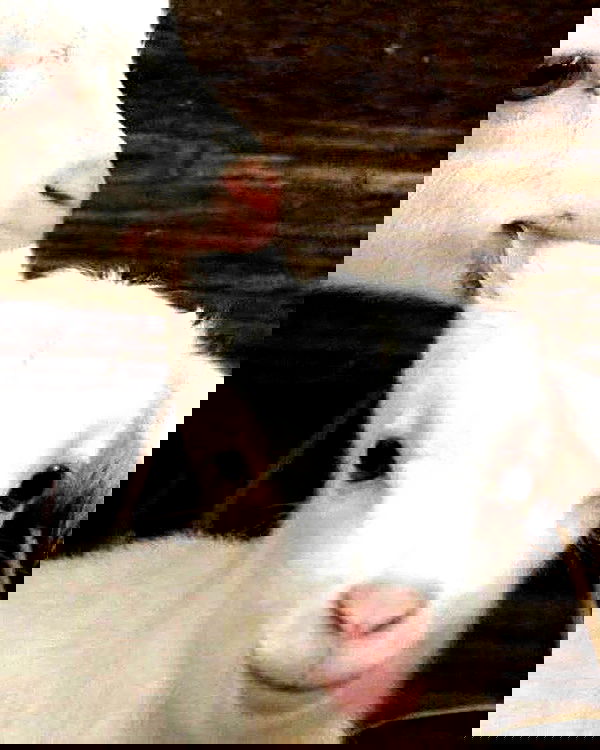 _tero._ image ~ Altpins