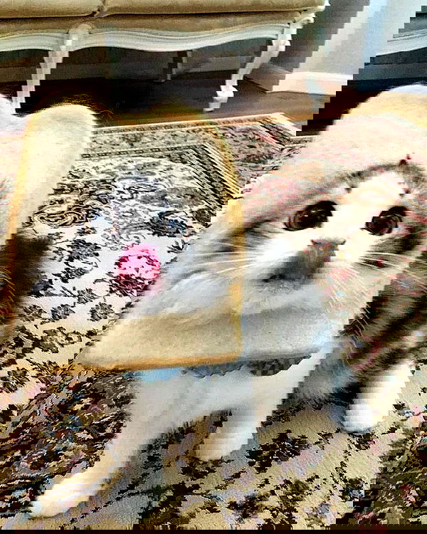 _tero._ image ~ Altpins